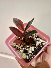 ZZ Pink Plant