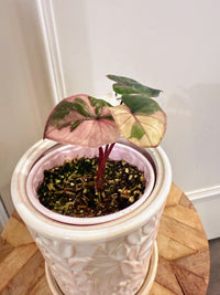Alocasia Serendipity Variegated