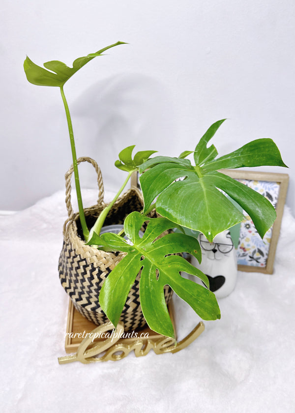 Monstera Rare Tropical Plants Canada