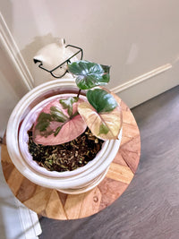 Alocasia Serendipity Variegated