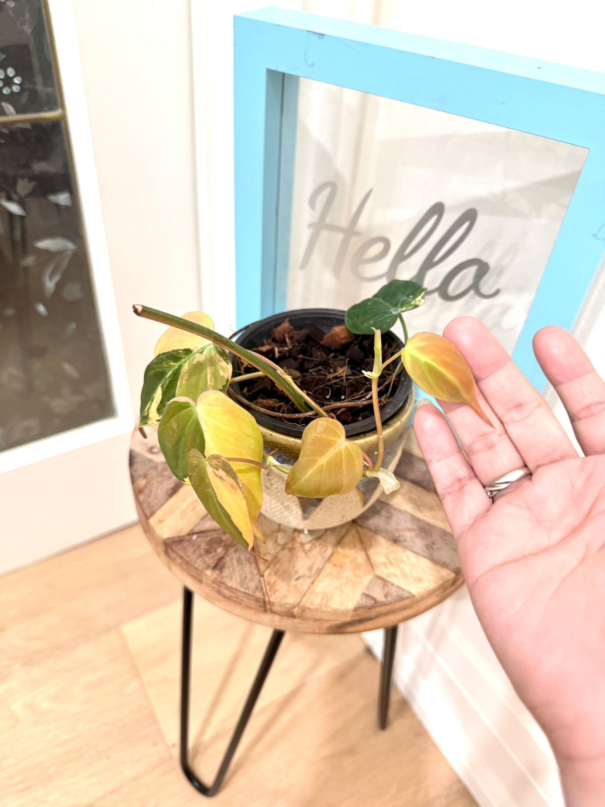 Philodendron Micans Variegated