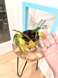 Philodendron Micans Variegated