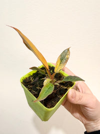 Philodendron Caramel Fire Tiger