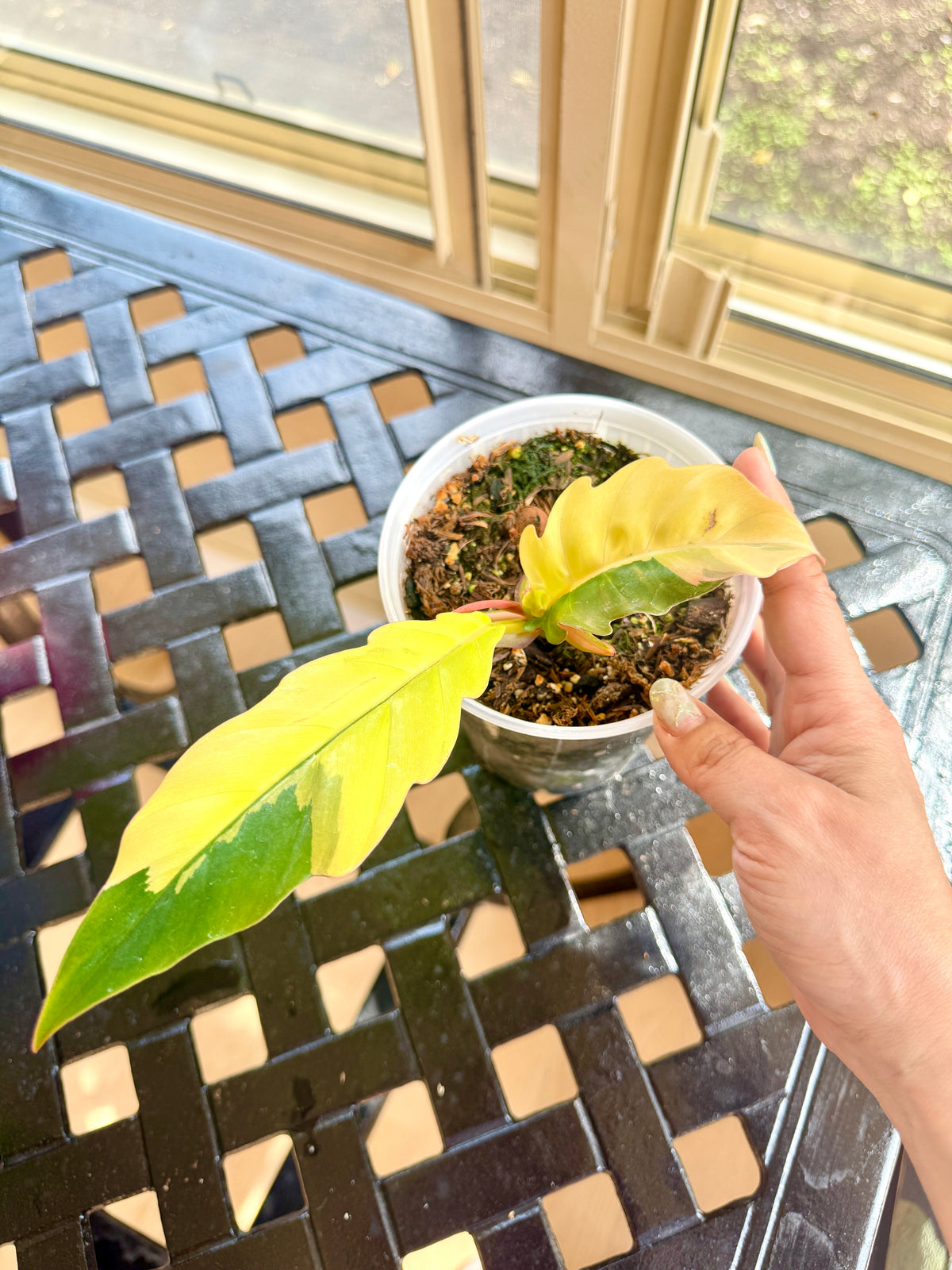 Philodendron Caramel Marble