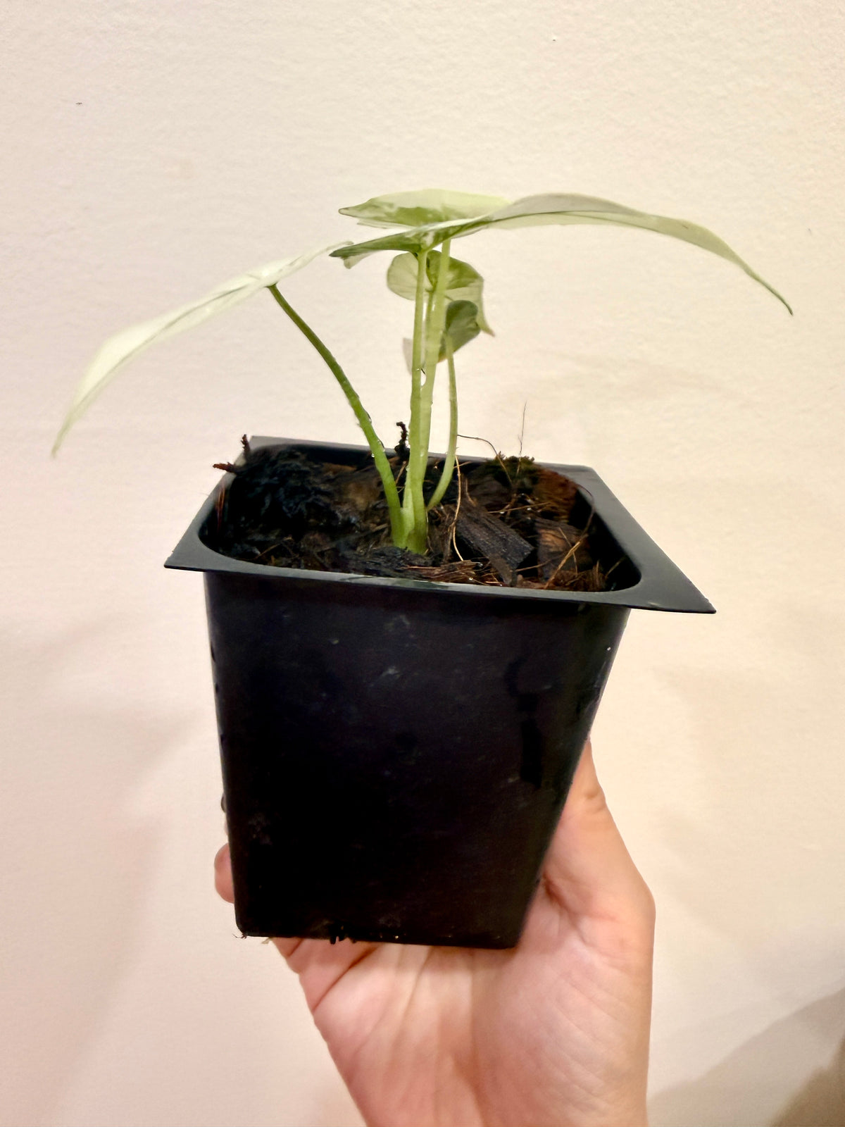 Alocasia Simpo Albo