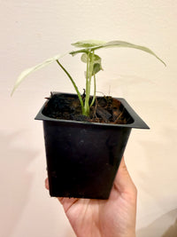 Alocasia Simpo Albo
