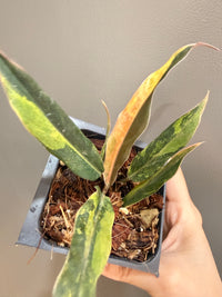 Philodendron Caramel Fire Tiger