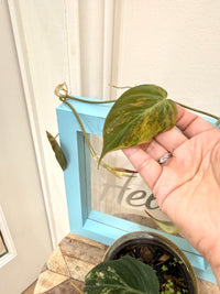 Philodendron Micans Variegated