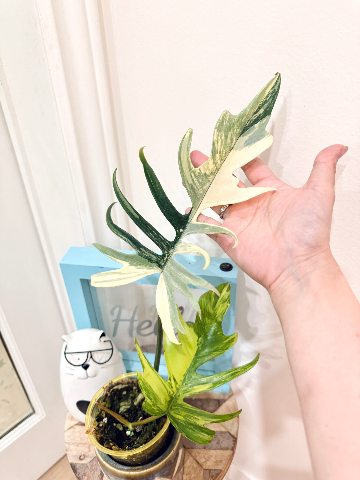 Philodendron Florida x Tortum