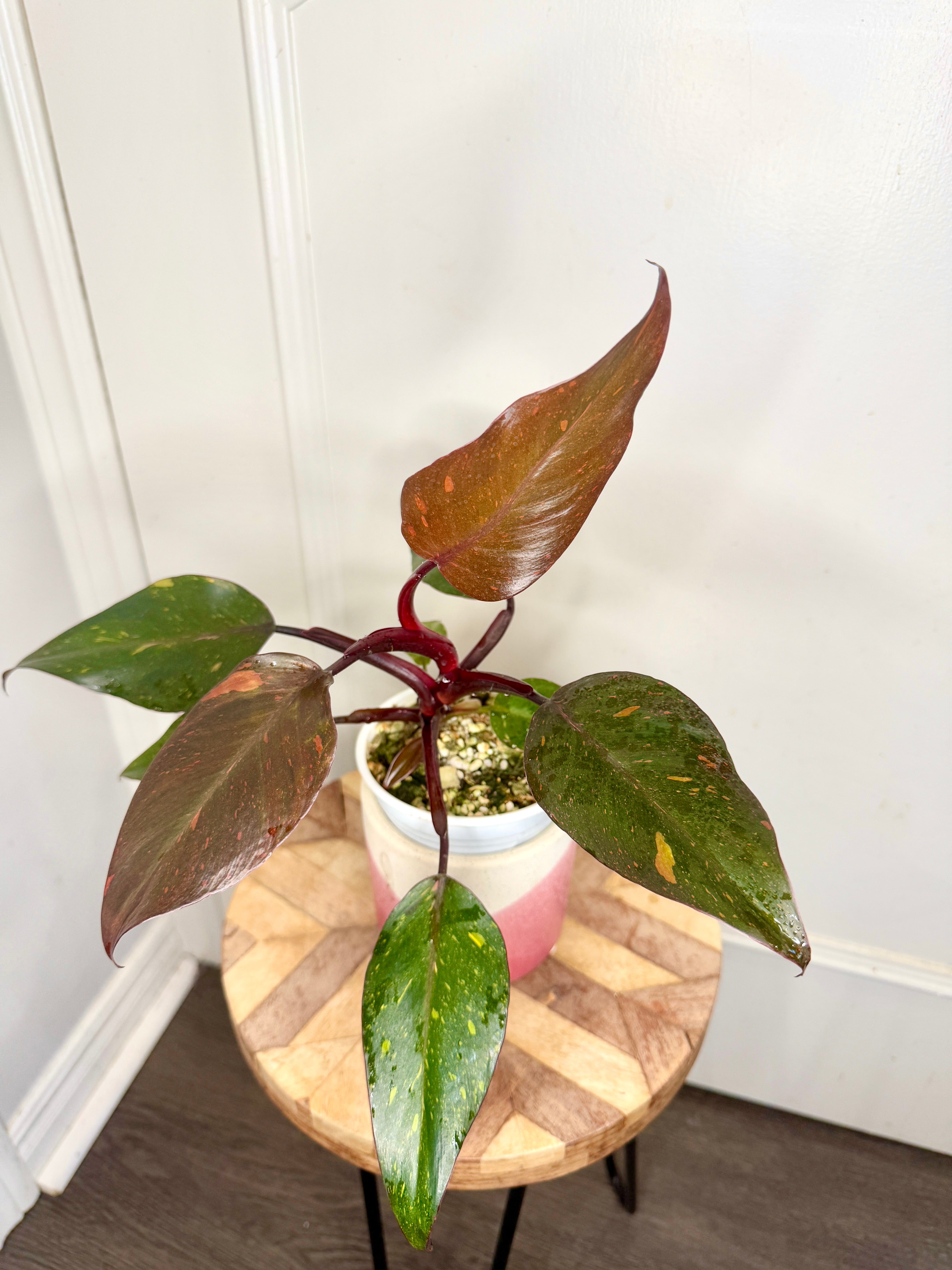 Philodendron Orange Princess – Rare Tropical Plants Canada