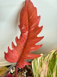 Philodendron Caramel Marble