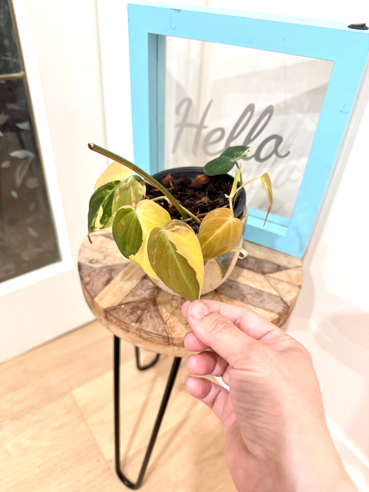 Philodendron Micans Variegated