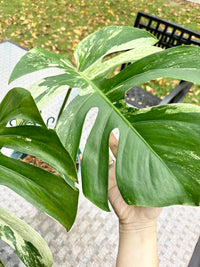 Monstera Mint Large Size XXL