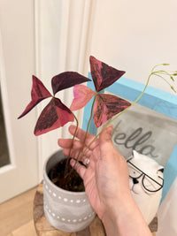 Oxalis Triangularis Variegated