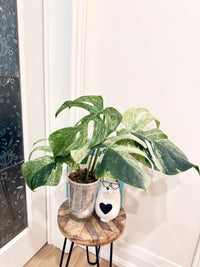 Monstera Jungle Mint