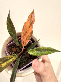 Philodendron Caramel Fire Tiger