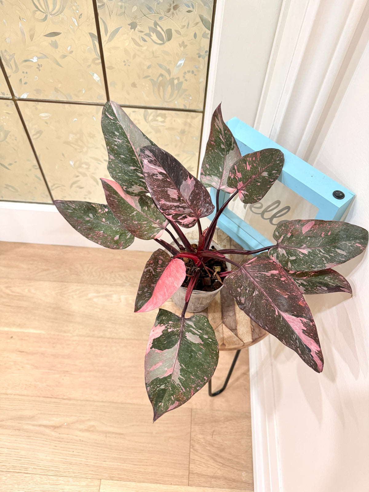 Philodendron Pink Princess Galaxy