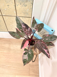 Philodendron Pink Princess Galaxy