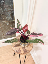 Philodendron Pink Princess Galaxy