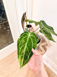 Anthurium Crystallinum x Forgetii Variegated