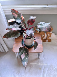 Philodendron Pink Princess Galaxy