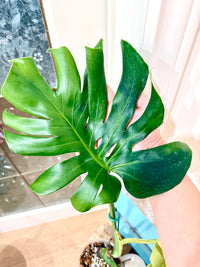 Monstera Ocean Green Mint