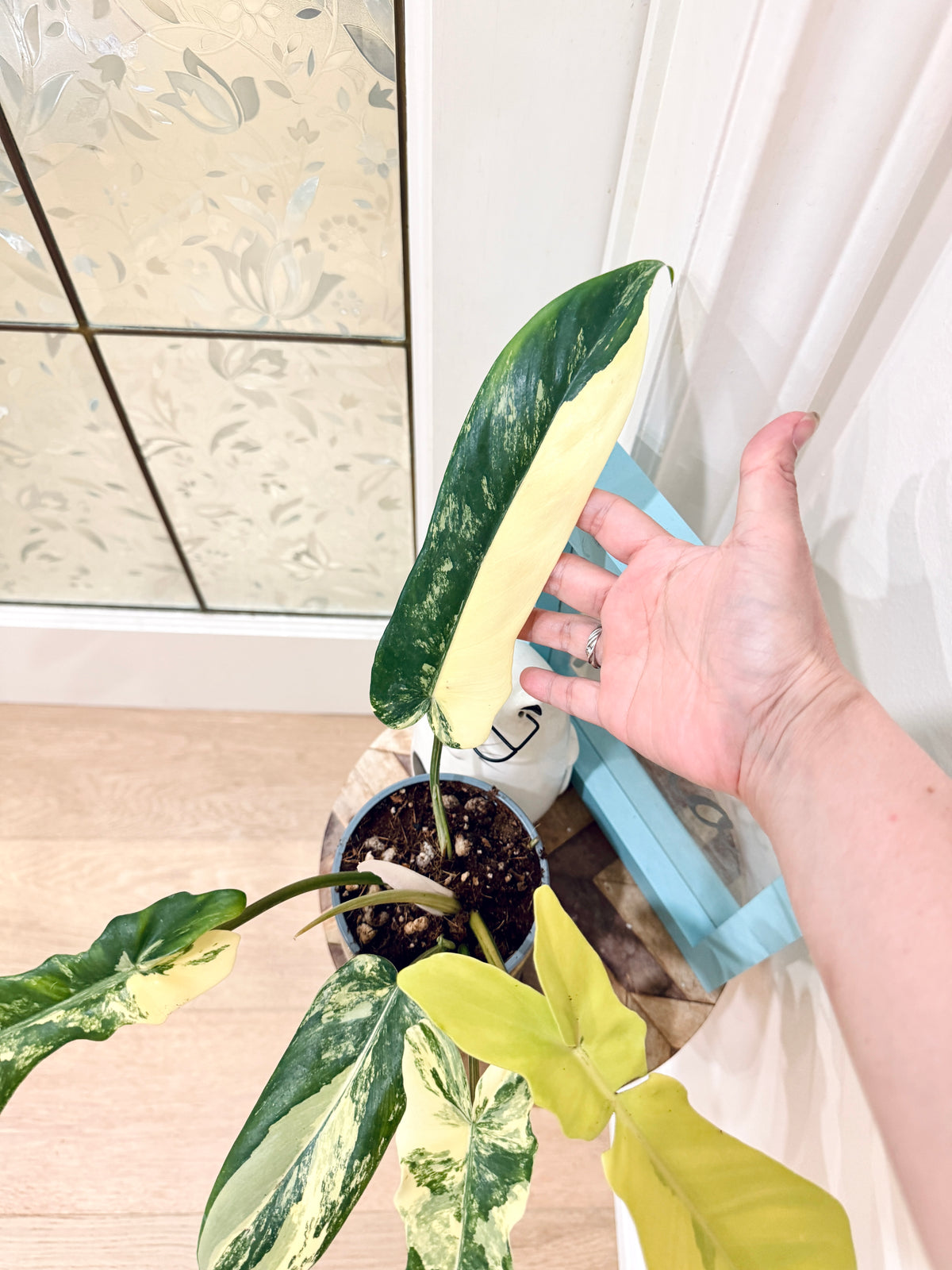 Philodendron Florida Beauty x Bobcee Variegated