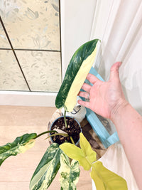 Philodendron Florida Beauty x Bobcee Variegated