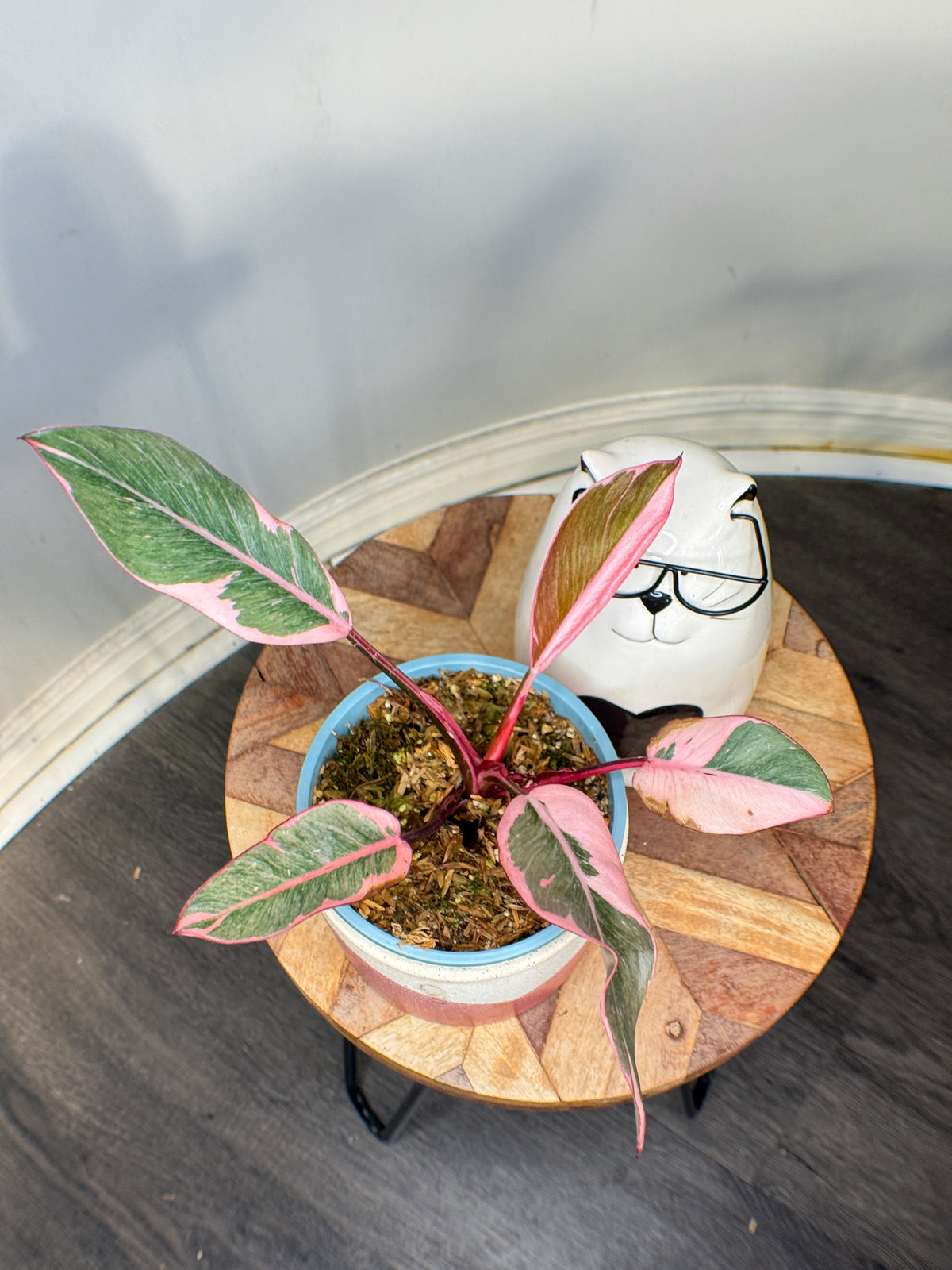 buy pink princess philodendron canada Philodendron Pink Princess Mutation – Rare Tropical Plants Canada