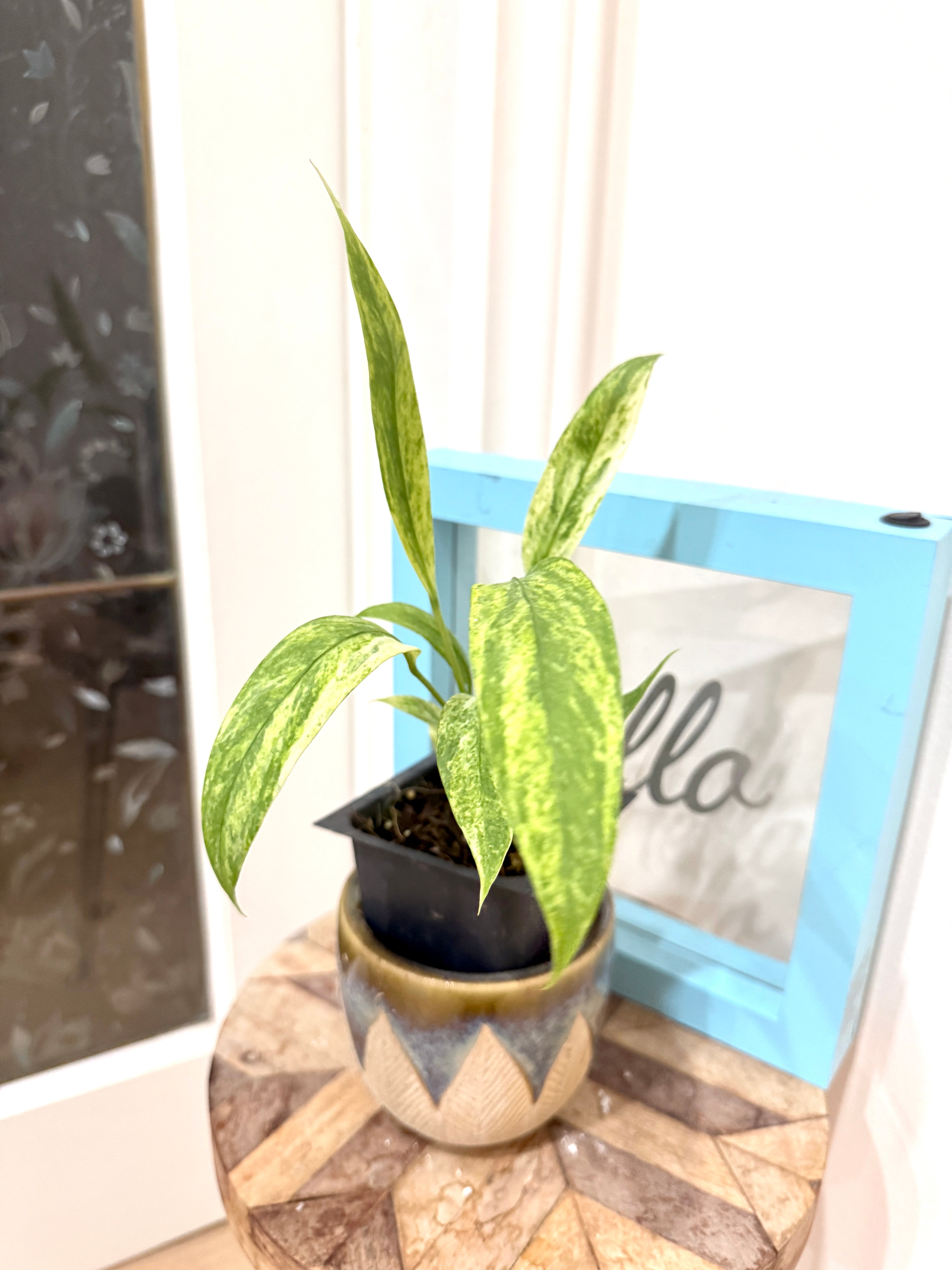 Anthurium Vittarifolium Variegated – Rare Tropical Plants Canada