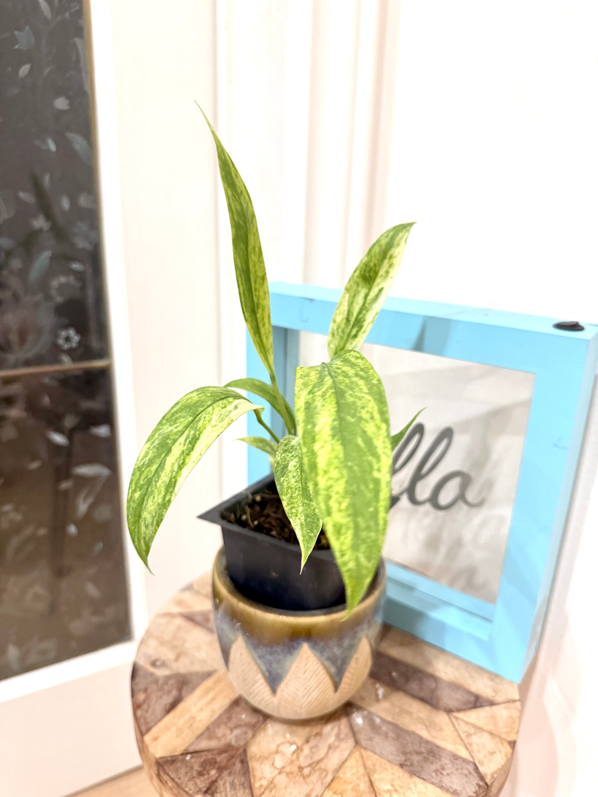 Anthurium Vittarifolium Variegated