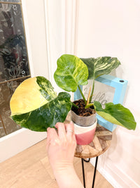 Philodendron White Knight Aurea/Tricolour