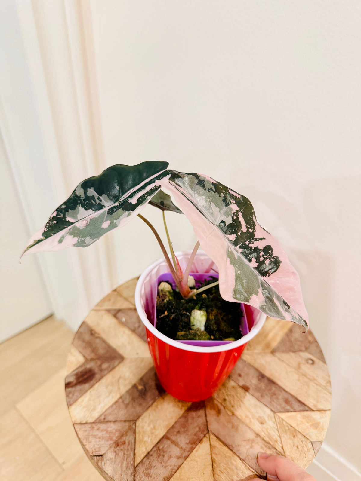Alocasia Chantrieri Pink