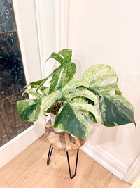 Monstera Jungle Mint