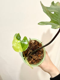 Philodendron Mayoi