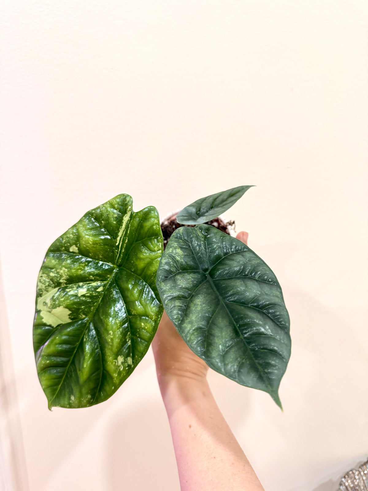 Alocasia Sinuata Albo
