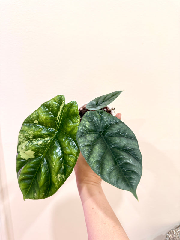Alocasia Sinuata Albo