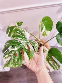 Monstera Albo