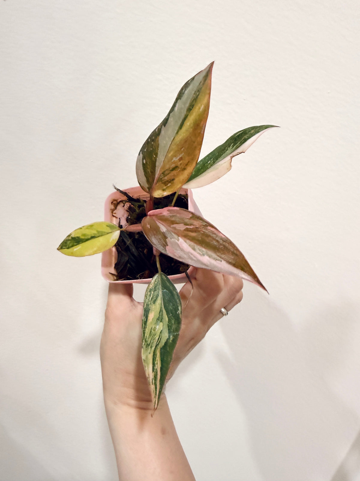 Philodendron Princess Tricolour