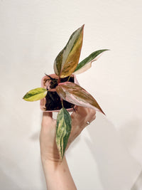 Philodendron Princess Tricolour