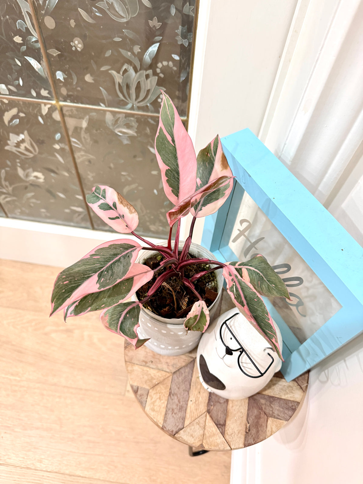 Philodendron Pink Princess Mutation
