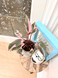 Philodendron Pink Princess Mutation