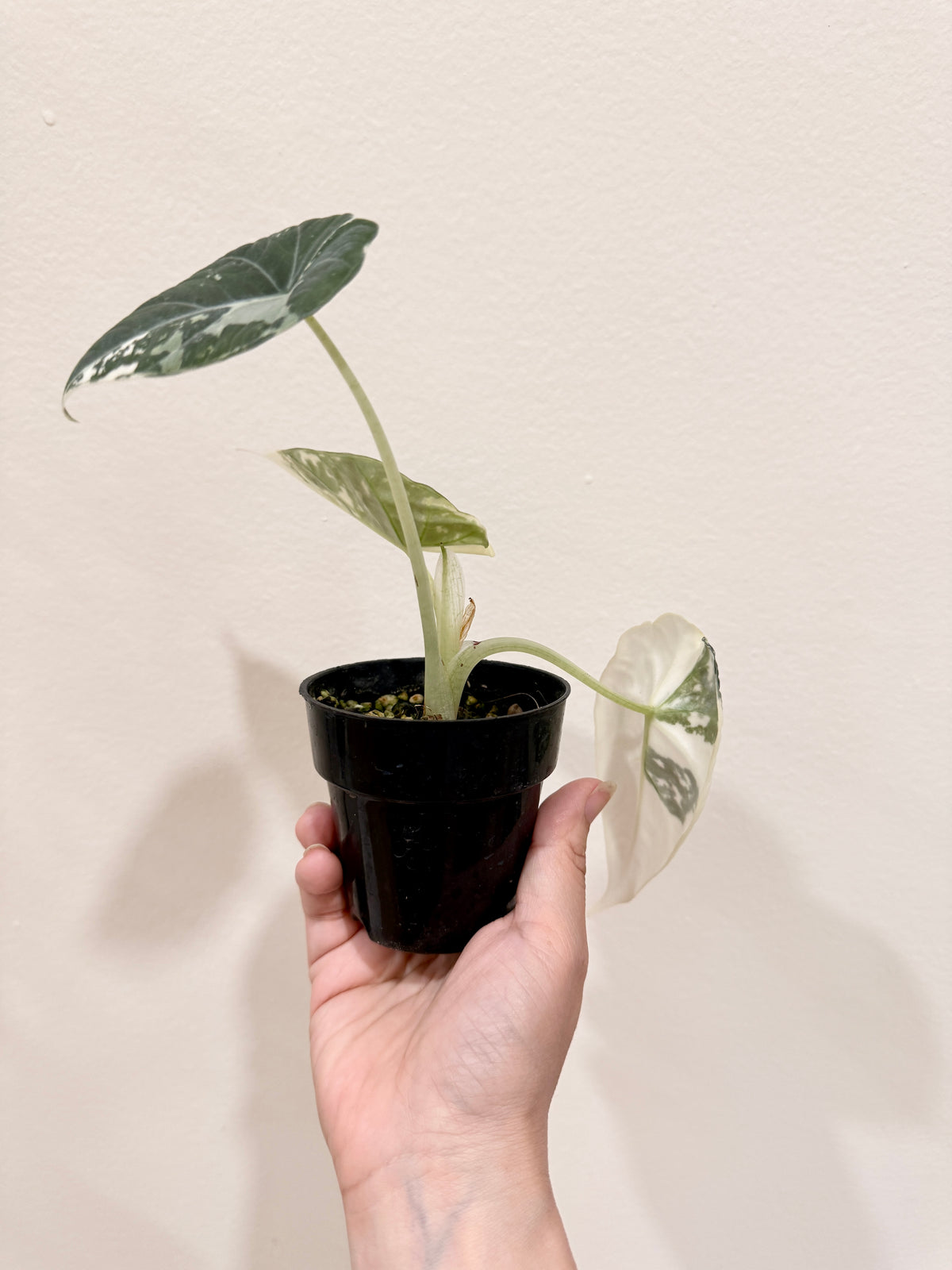 Alocasia Maharani Albo