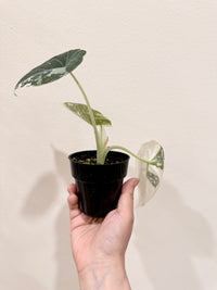 Alocasia Maharani Albo