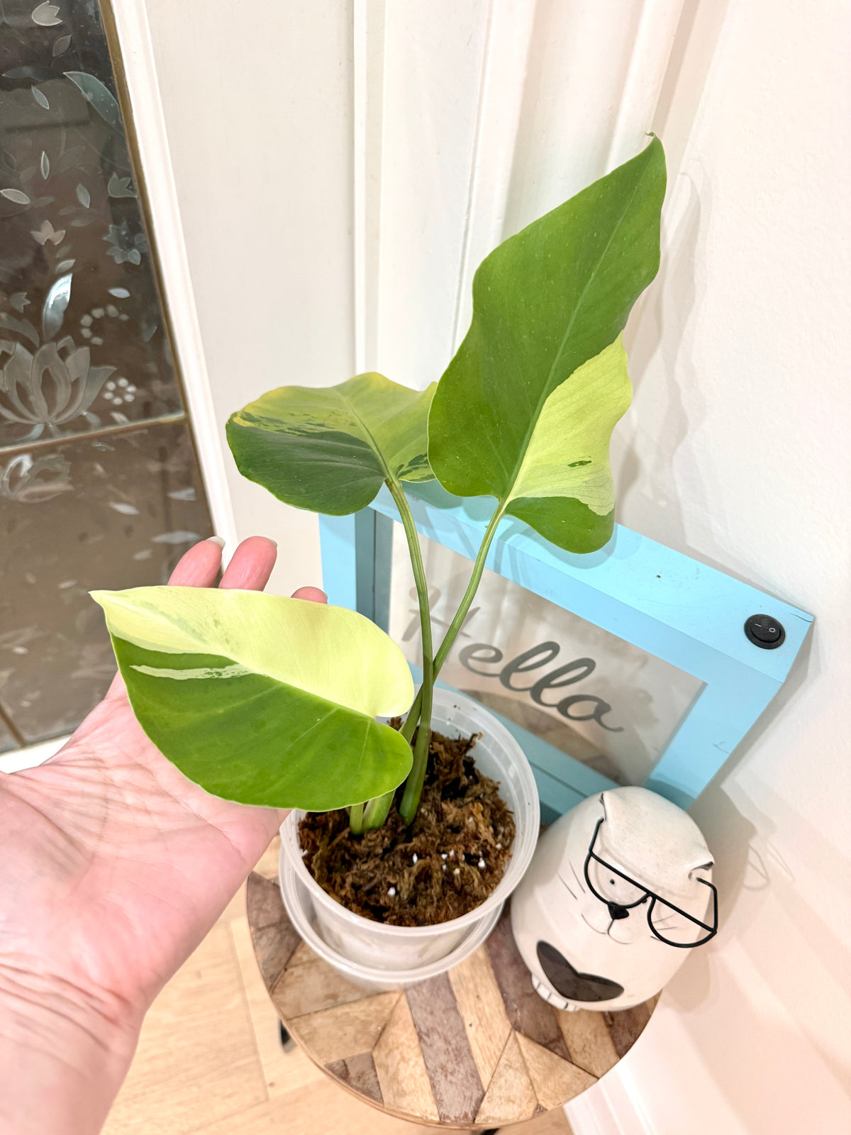 Monstera light lime