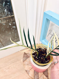 Philodendron Tortum Variegated
