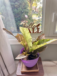 Anthurium Hookeri Pink Variegated