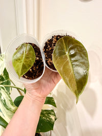 Alocasia Sedenii Aurea