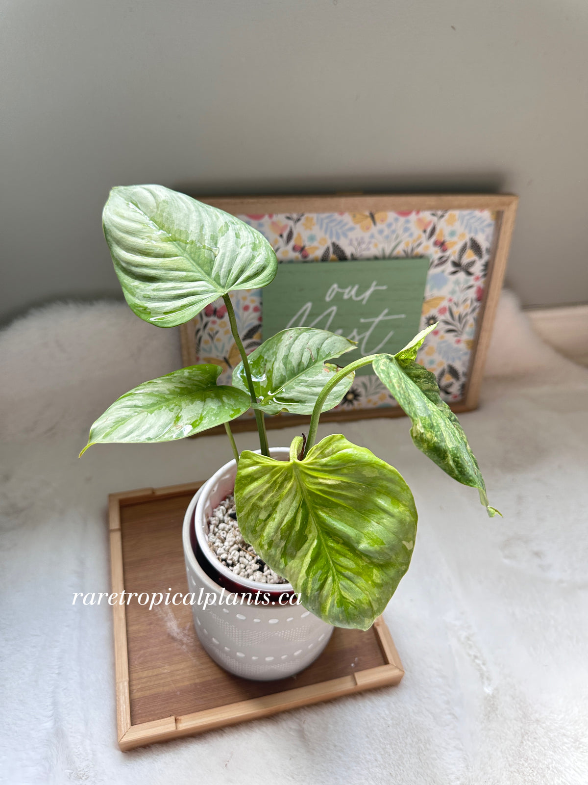 Philodendron Sodiroi Variegated