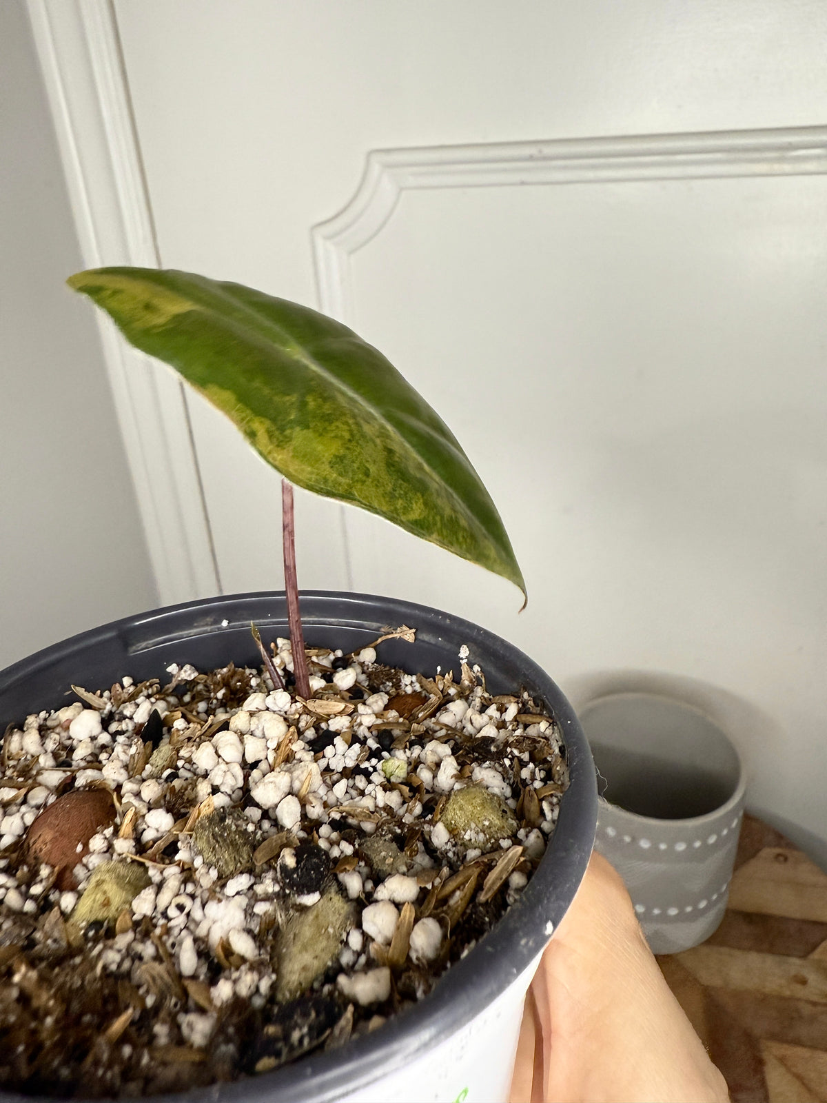 Alocasia Pseudo Aurea